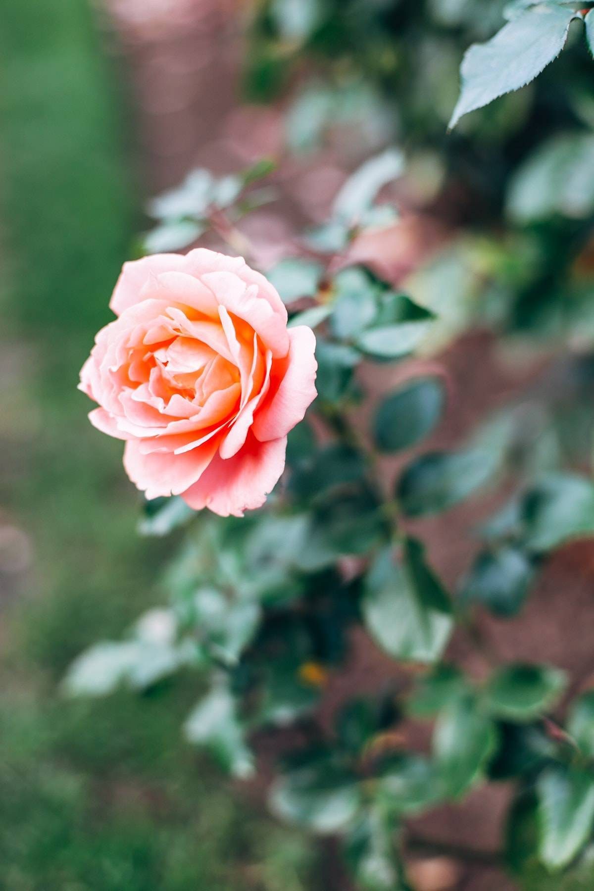 Pink flower.