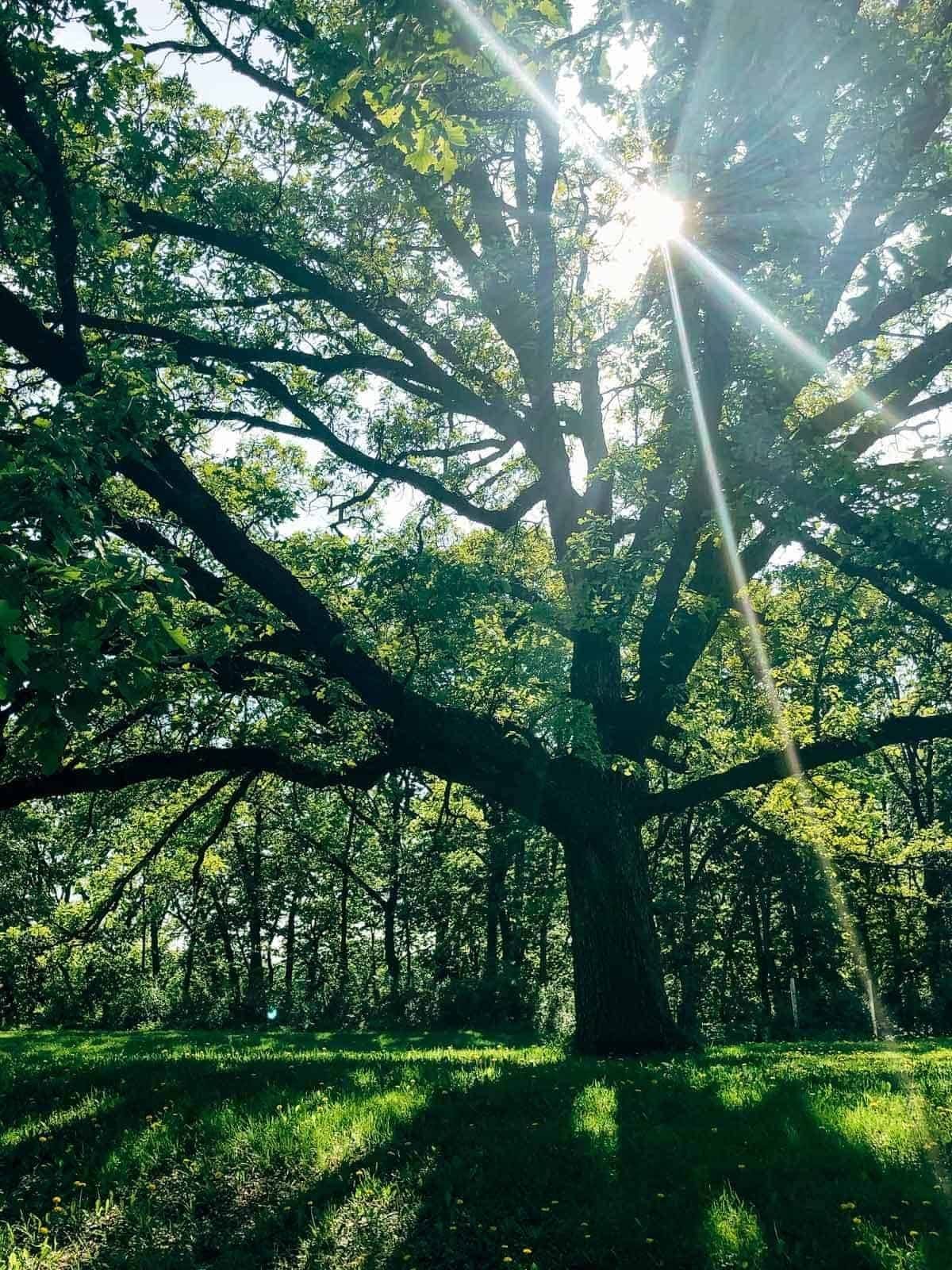 Tree with sunshine.
