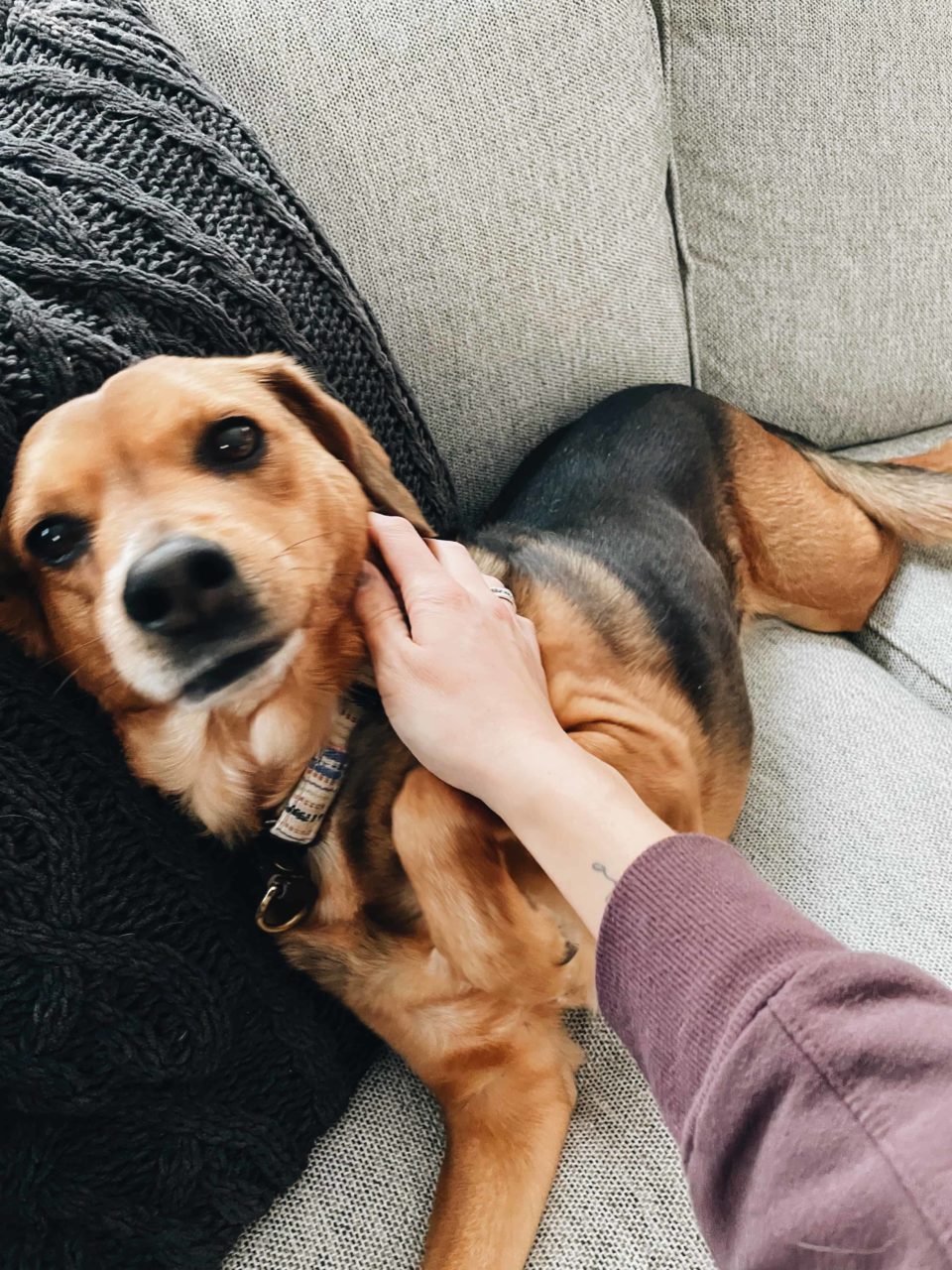 A good doggo