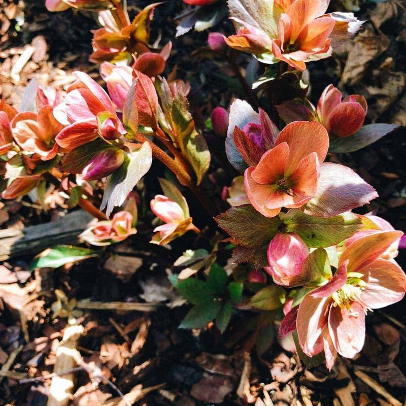 Blossoming flowers on the plant.